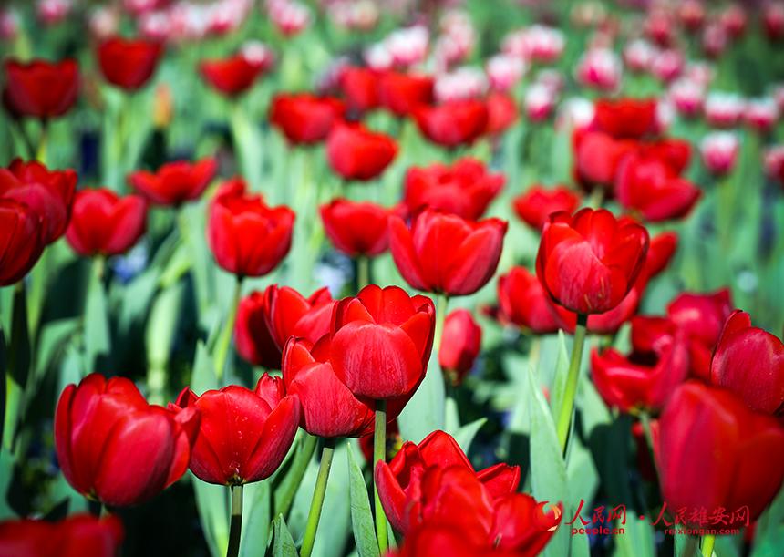 雄安悅?cè)莨珗@郁金香盛放。人民網(wǎng)宋燁文攝