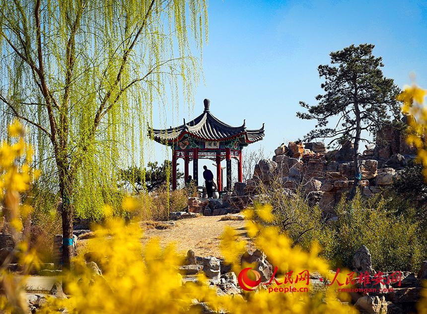 雄安郊野公園內(nèi)迎春花開(kāi)，柳樹(shù)抽芽。人民網(wǎng)宋燁文攝