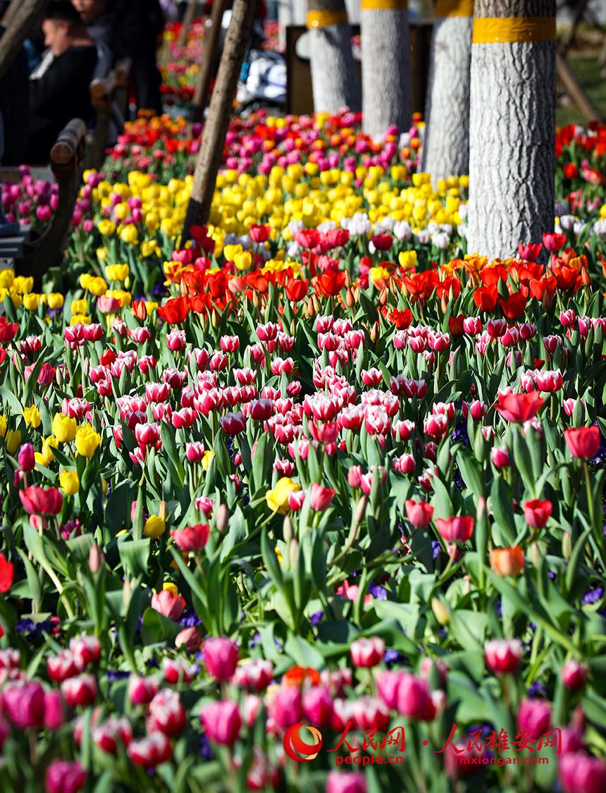 雄安悅?cè)莨珗@郁金香盛放。人民網(wǎng)宋燁文攝