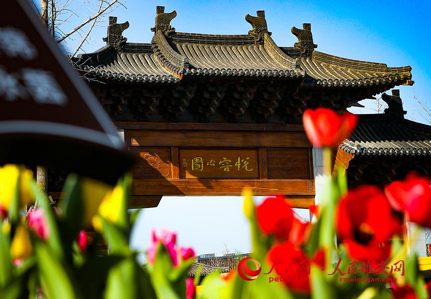 雄安悅?cè)莨珗@郁金香盛放。人民網(wǎng)宋燁文攝