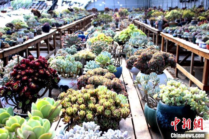 多肉變“多金”河北返鄉(xiāng)“新農人”的致富經