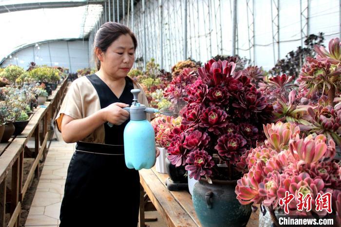 郭雪蘋對多肉進行日常管護?！≈苡?攝