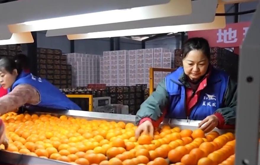 “十五五”開好局起好步丨做強特色優(yōu)勢產(chǎn)業(yè) 全面推進鄉(xiāng)村振興